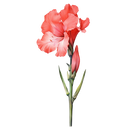 DTF Transfer Sheet - Love Grows Here