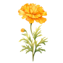 DTF Transfer Sheet - Love Grows Here