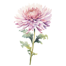 DTF Transfer Sheet - Love Grows Here