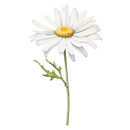 DTF Transfer Sheet - Love Grows Here