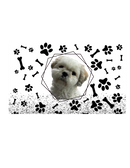 Pet Frame Sublimation Print
