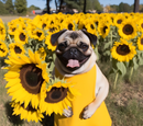 Pug sunflower gardener 20oz Skinny Tumbler Printed Paper