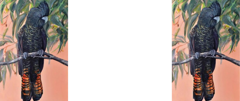 Black Cockatoo on branch printed Sublimation Paper for 11oz mug