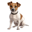 DTF Transfer Sheet - Jack Russell