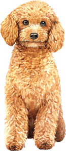 Fawn Poodle  Printed Sublimation Paper for 11oz mug