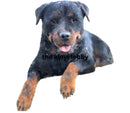 Rottweiler Printed Sublimation Paper for 11oz mug