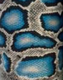 Blue Snake Skin Permanent Adhesive