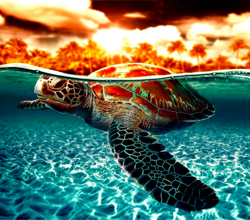 20oz Skinny Tumbler Printed Paper - Ocean Turtle