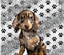 20oz Skinny Tumbler Printed Paper - Dachshund Puppy