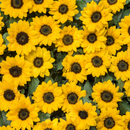 20oz Skinny Tumbler Printed Paper - Sunflower Garden