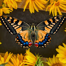 20oz Skinny Tumbler Printed Paper - Sunflowers and Butterfly