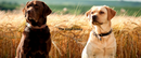 2 Labrador's printed Sublimation Paper for 11oz mug