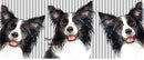 Border Collie Stripped Wal  Printed Sublimation Paper for 11oz mug